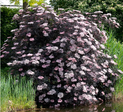  Sambucus nigra BLACK LACE Eva- декоративен бъз Черна дантела (9001)